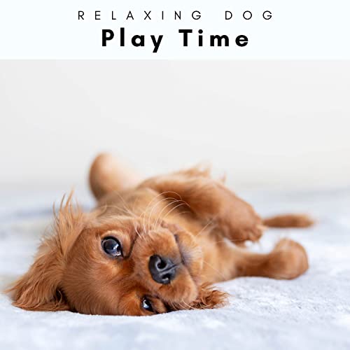 Sleepy Happy Pets and Stressed People (feat. Calming Music for Dogs, Relax My Dog Music & Sleepy Dogs)