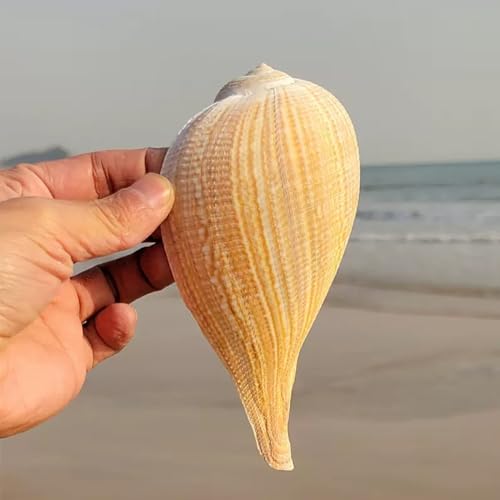Caracola grande natural de 8 a 15 cm ideal para decoracion de bodas y fiestas de playa 3
