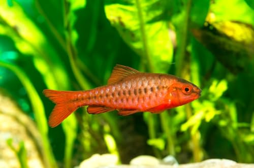 12 Live Cherry Barbs &ndash; Hardy Freshwater Schooling Fish for Community Aquarium &ndash; Live Arrival...