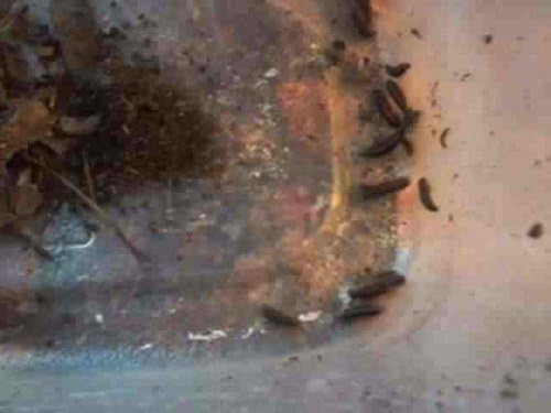 100ct Dermestid Larvae