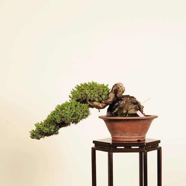 最新作 無骨なアイアン脚2点1セットk イベント什器 苔玉 ミニ盆栽 最新 最新作 無骨なアイアン脚2点1セットk イベント什器 苔玉 ミニ盆栽 最新