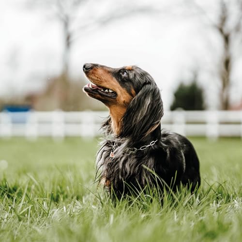 Herm. Sprenger Verstellbare Hundehalskette – Edelstahl, rostfrei, 2,0 mm – Mit Sprenger-Haken, langlebig & sicher für Training & Alltag (30 cm)