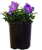 Platycodon grand.'Sentimental Blue' (Sentimental Blue Balloon Flower) Perennial, blue flowers, 1 - Size Container