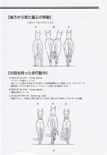 新絵でみる犬の構成と歩様 村田 祐子 多賀 正 本 通販 Amazon