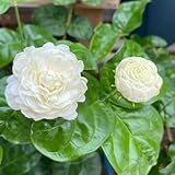 jazmín de cortadas decoración semillas de semillas 200pcs