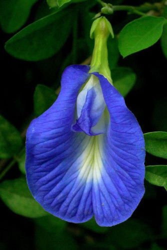Clitoria ternatea Single Blue | Butterfly Pea | 20_Seeds