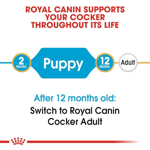 Royal Canin Cocker Junior 3 kg, 1er Pack (1 x 3 kg)