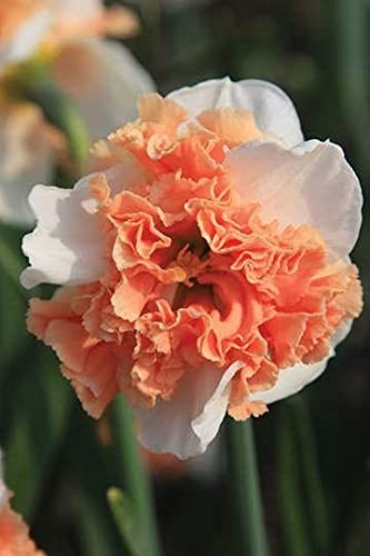 Siddhi Vinayak Gallery® Daffodil Bulbs for Fall Planting,Blooming Flowers Large Flowers Easy to Plant Bouquets Exotic Flowers For Home Gardening Narcissus Bulbs,(2 Bulbs pink colour)