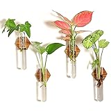 HUSSLEAN Plant Propagation Station Terrarium,Glass Propagation Stations Wall Hanging Planter Tubes f