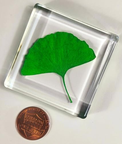 Image of 48mm Real Green Ginkgo Biloba Leaf in Crystal Clear Lucite Resin Specimen Dried Pressed Botanist Herb Herbarium Crafts Collection for Botany Science Education & Desk Ornament Display Supplies