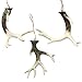 The Farmer's Market Antler Ornaments, Set of 3, Bleached Tips, Rustic Brown Bases, Natural Twine Hanger, Each 5 Inches Long, Hand Cast Polyresin Sculptures, By Whole House Worlds