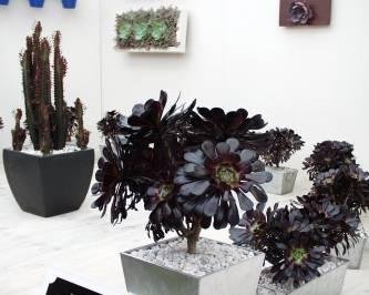 Hirt's Gardens Black Rose Succulent - Aeonium - Rare - Easy To Grow! - 2" Pot #TOP1