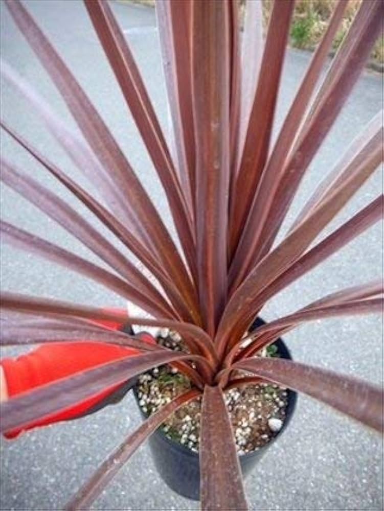 Amazon | コルジリネ レッドスター 50 | 植木