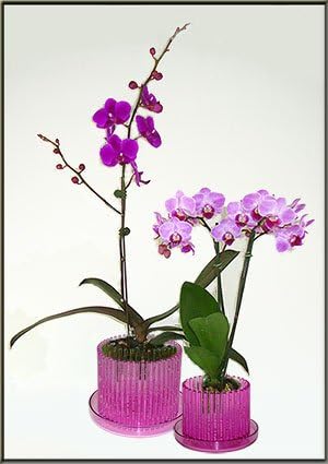 3.75" Rose Quartz Baby Orchitop Carousel Orchid Pot with Matching Detachable Saucer