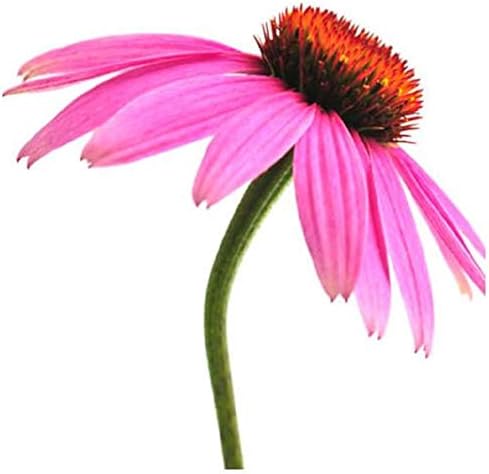 Purple Coneflower Seeds - Echinacea Perennial Herb - 1,000 Seeds Non GMO