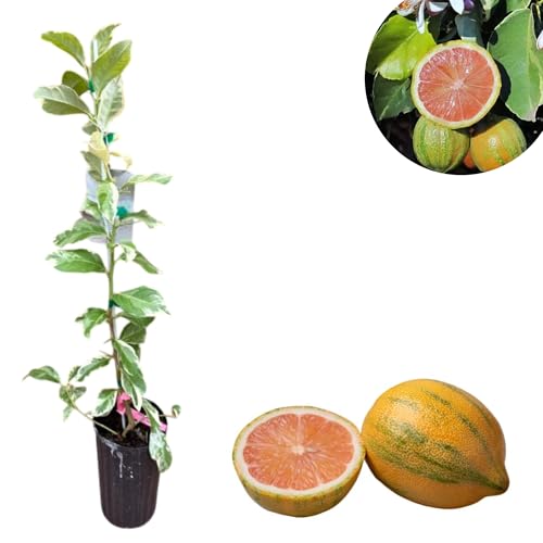 Variegated Pink Lemon Tree Live for Planting, Lemon Citrus Plant 1 to 2 Feet Tall in 1 Gallon Pot, Pink Lemon Tree Fruit Indoor Outdoor, No Ship CA Variegated Pink Lemon Tree Live for Planting, Lemon Citrus Plant 1 to 2 Feet Tall in 1 Gallon Pot, Pink Lemon Tree Fruit Indoor Outdoor, No Ship CA
