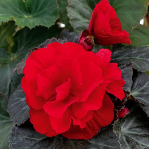 Radha Krishna Agriculture® Imported Red Color Begonia Flower Bulbs For Gardening (Set Of 1 Bulb)-image-39