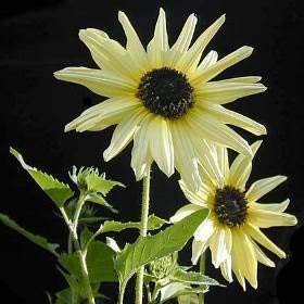 25 Italian White Sunflower Helianthus Debilis Flower Seeds #TOP18