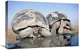  Global Gallery Coppia di Tartarughe giganti Volcan Alcedo, Vulcano Alcedo, Isole Galapagos, Ecuador-Canvas Art-24\