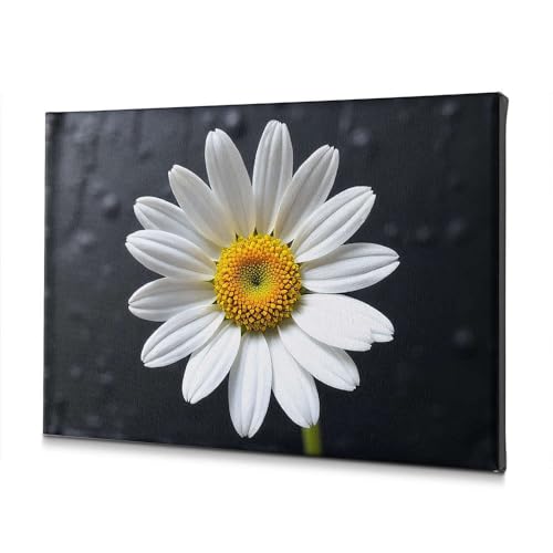 Tableau marguerite blanche pour illuminer les murs de votre maison