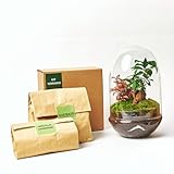 Kit Terrario Plantas Cristal - Cúpula con Ficus Ginseng y Fittonia | Terrario DIY | Jardin Eterno en Cristal o Ecosistema Cerrado | Ideal para Decoración Hogar (Mediano)