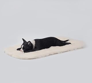 1:6 Scale Lethargic Cat 7.0 Model Pet Animal Figure Collection Felidae Decor Gift for Adult (JXK186D)