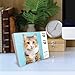 Willow Creek Press, Cats 2026 Desk Calendar, 6.18'' X 5.43'', Daily Calendar with Adhesive Binding