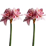 CCUUHJ Künstliche Amaryllis Seidenblume, Rot, 62cm Höhe, Kunstblume mit Naturgetreuer Blüte für Tischdeko und Winterdeko, 2 Stück (Rosa)