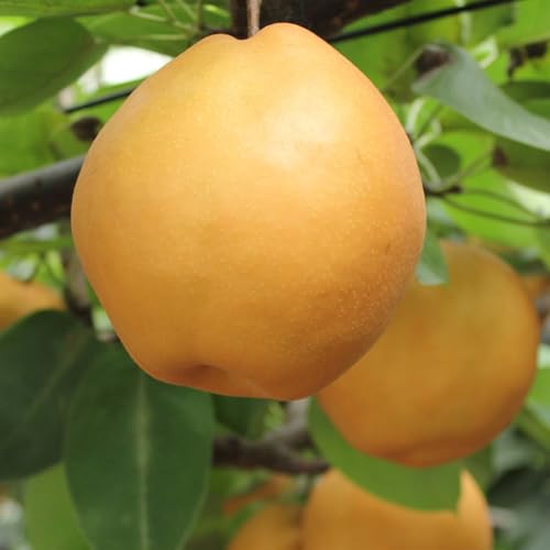 [2026年発送/先行予約]梨「甘太」約5kg(5〜7玉入)[松崎果樹園]|梨 ナシ こだわりの梨 フルーツ 果物 旬の梨 宮城県角田市 約5kg