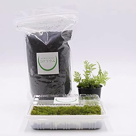 Amazon コケのインテリア コケリウム 栽培キット テラリウム キット 苔盆栽 セット 鉢植え用 レイアウト素材セット シノブ 栽培キット オンライン通販