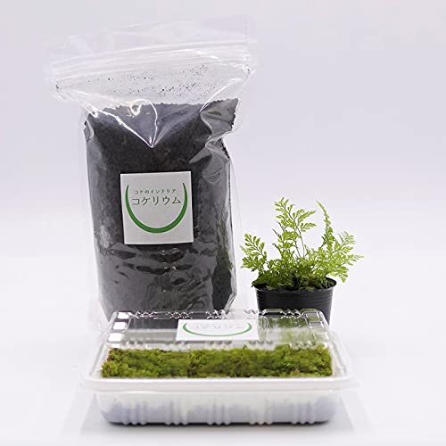 コケのインテリア コケリウム 栽培キット テラリウム キット 苔盆栽 セット 鉢植え用 レイアウト素材セット シノブ