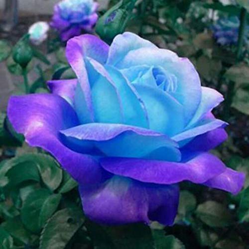 100pcs Rose Seeds Fragrant Perennial Flowers Colorful Bloom 