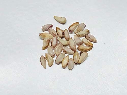 Miniatura 2 de 40 semillas de granada para plantar semillas maravillosas 'Big Red' (Punica Granatum)