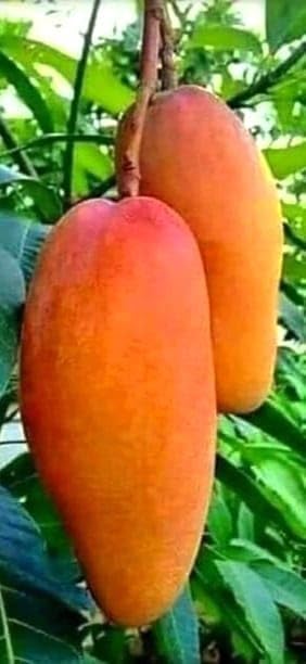 Guru Ji Plantation Live Red Ivory Mango Plant,Aam, Amba " Special Variety" for Home garden tree With Black Plastic Pot