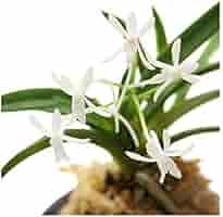 オフリス スペキュラム 洋ラン 原種 山野草 風蘭 富貴蘭 球根 洋蘭原種 41NIEv0rfsL._AC_SY200_QL15_.jpg