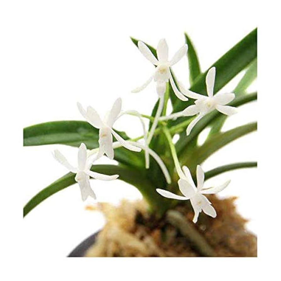 オフリス スペキュラム 洋ラン 原種 山野草 風蘭 富貴蘭 球根 洋蘭原種 Ophrys speculum オフリス スペキュラム 洋ラン 山野草 球根ラン