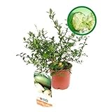 Microcitrus Australasica - Caviar Citríco - Natural Árbol para Exteriores