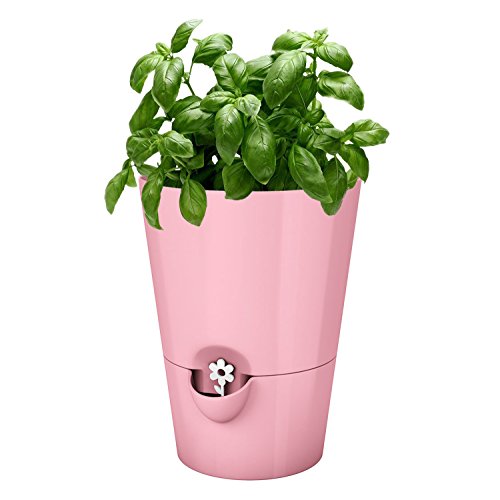 Smart Garden: Praktische Indoor-Pflanzsysteme im Vergleich | STERN.de