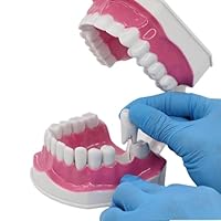 Amazon.co.jp: 歯 歯科デモンストレーションモデル 歯列模型