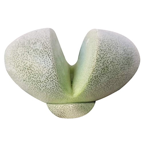 Pleiospilos Nelii Split Rock Succulent | Green Living Rock Cleft