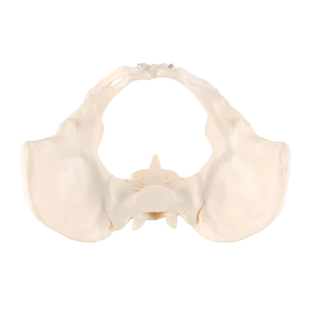 Modèle De Bassin Féminin Modèle Anatomique De Bassin Détachable Modèle De Bassin Féminin Grandeur Nature Pour L'apprentissage L'enseignement Ou L'affichage Orthopédique