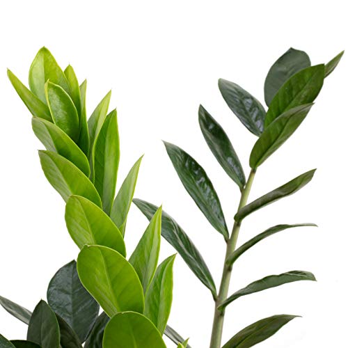 Glücksfeder - echte Zimmerpflanze, Zamioculcas zamiifolia 3+ - Höhe ca. 55 cm, Topf-Ø 17 cm - Image 3