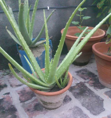 Cloud Farm Air Layered Aloe Vera Live Plant[CF97]