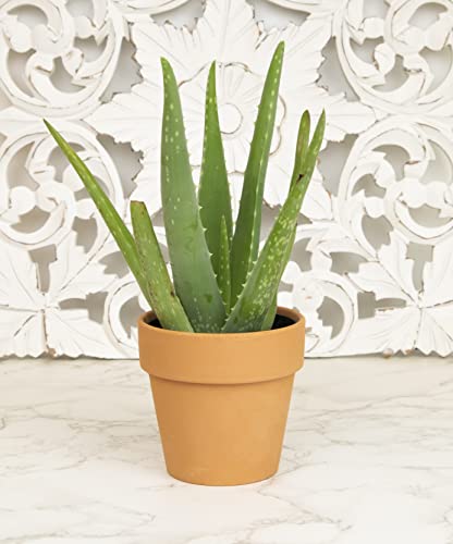 Aloe Vera Plant Live Succulent Plants, Live Aloe Plant In Clay Pot, Live Aloe Vera Plant Succulents, Aloe Plants Live Indoor Plants, Live Aloe Vera Plant Indoor House Plants By Plants For Pets #TOP1