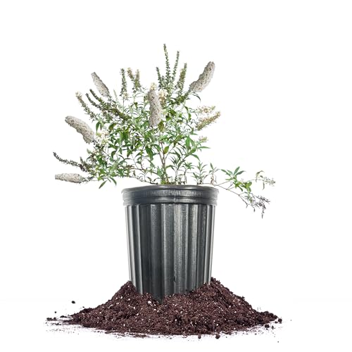 Perfect Plants White Butterfly Bush 1 Gallon