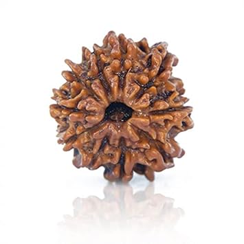 QUEEN-GEMS AAA+++ Silver Capped Real Navmukhi Nepali Rudraksha Bead 9 Mukhi Rudraksha Original Certified 9 No/Nau Mukhi Rudraksh Durga Maa Rudraksha for Unisex