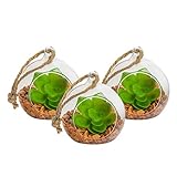 Terrario de cristal para plantas de Nicola Spring