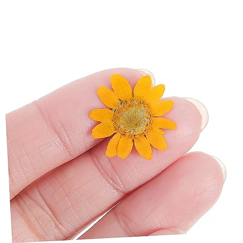 Flores Secas Margarita 72pcs para Manualidades DIY miniatura 3