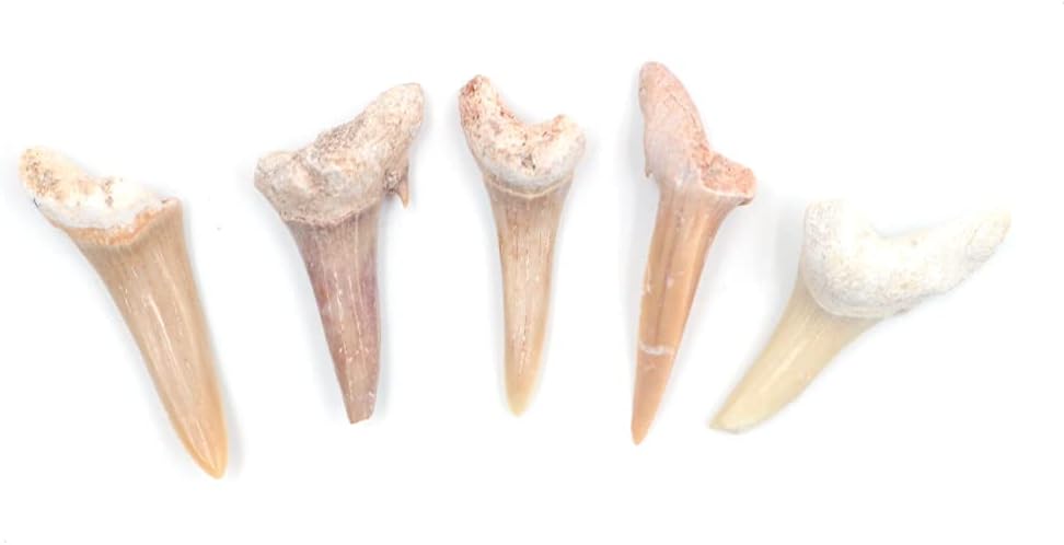5pcs Natural Fossil Shark Tooth Specimen Natural Stones for Education Home Decor Teeth Fossiles Children Gift