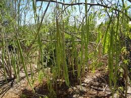 Sahjan seeds odissi 3 hybrid | Seeds for sahjan hybrid odissi 3 | 50 Seeds (B0D33M7XWD) Amazon Price History, Amazon Price Tracker